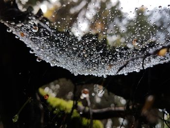 Close-up of wet spider web during rainy season