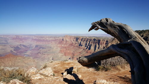 Dead tree at grand canyon national park against sky