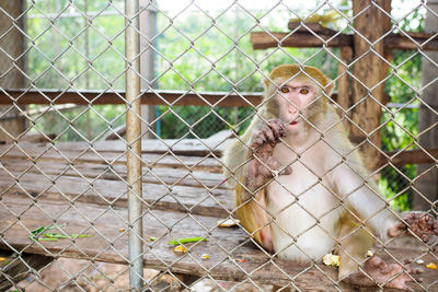 Portrait of young woman sitting in cage