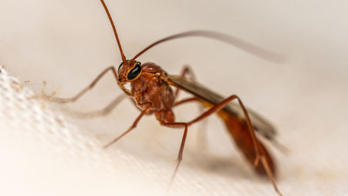 Close-up of insect