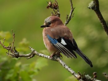 Close-up of bird perching on branch