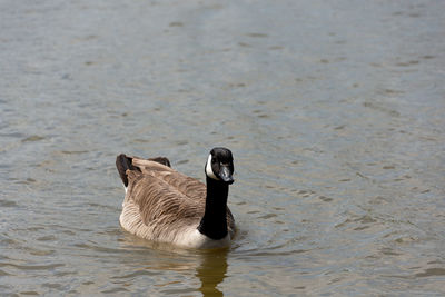 Full length of a duck swimming in lake