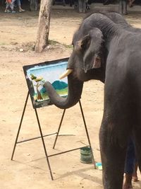 elephant