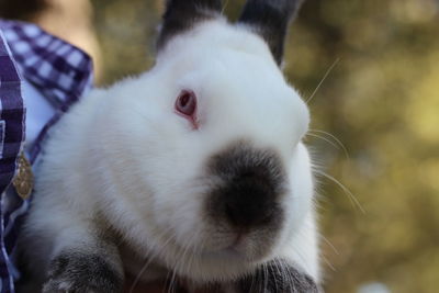 Close-up of a rabbit