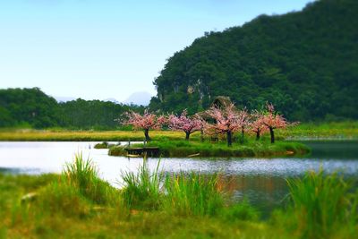 Scenic view of lake by trees against sky