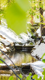 Scenic view of lake in forest