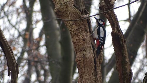 Low angle view of tree trunk hanging in forest