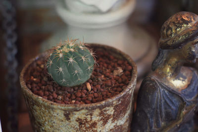 Close-up of succulent plant