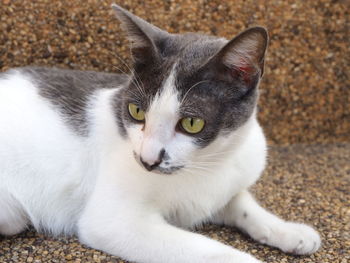 Close-up portrait of a cat