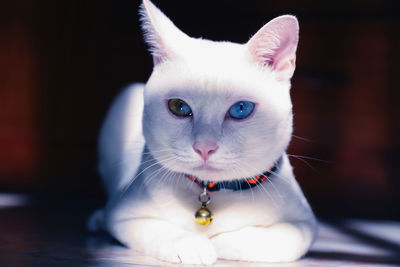 Close-up portrait of white cat