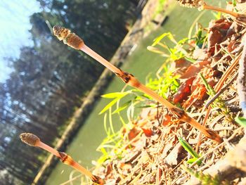 Close-up of dried leaves on plant