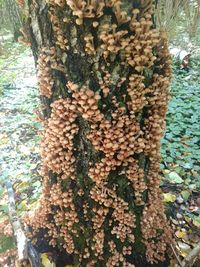 Close-up of tree trunk