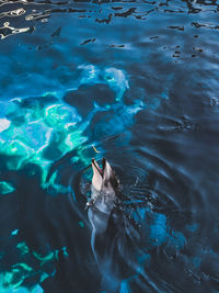 High angle view of dolphin catching fish in sea