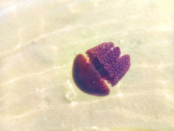 Close-up of crab on sand