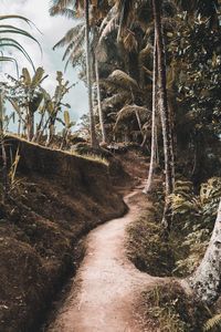 Footpath amidst trees in forest