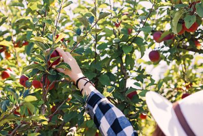 Feminine hand picking up apple from the tree on the farm, selective focus