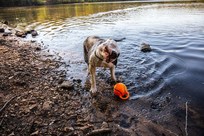 High angle view of dog in lake
