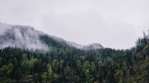 Scenic view of pine trees against sky