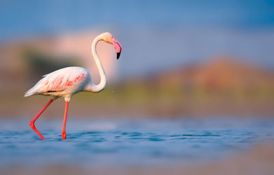 Side view of a bird