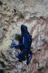 Close-up of lizard on rock