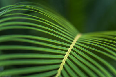 Close-up of palm leaf