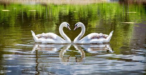 Swans swimming in lake