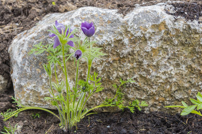 Close-up of purple crocus flowers on land