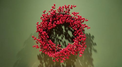 Close-up of red flowers against white background