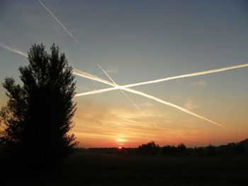 Silhouette of trees at sunset