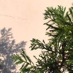 Low angle view of tree branch against sky