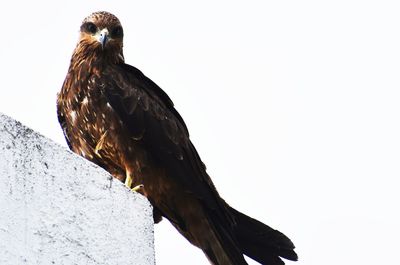 Low angle view of eagle perching against sky