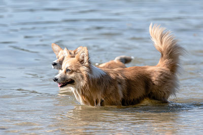 Side view of a dog in water