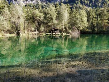 Scenic view of lake in forest