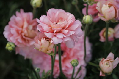 Close-up of pink flowers