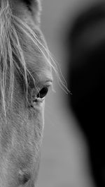 Close-up of a horse