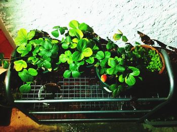 Plants growing on a tree