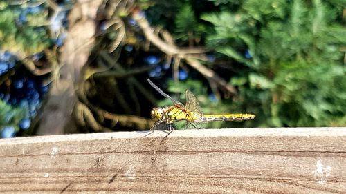 Close-up of dragonfly on wood