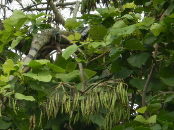 Low angle view of bird perching on tree