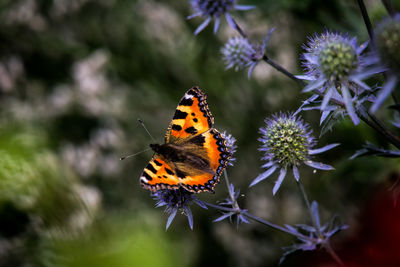 Brown butterfly on sea holly flowers