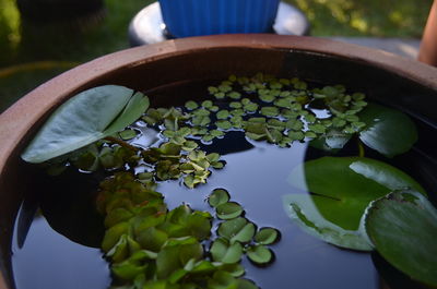 High angle view of green leaves on table