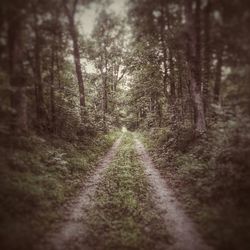 Dirt road passing through forest