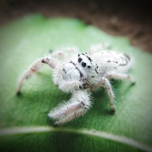 Close-up of spider