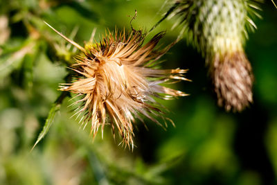 Close-up of wilted plant