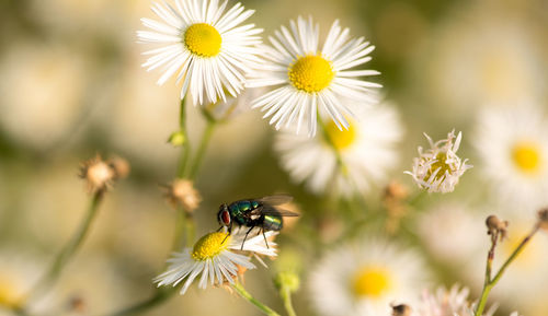 Close-up of bee on yellow flowers