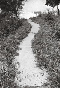 High angle view of footpath amidst trees on field