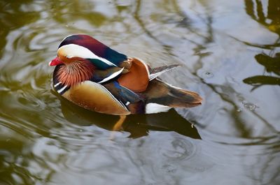 Birds swimming in lake