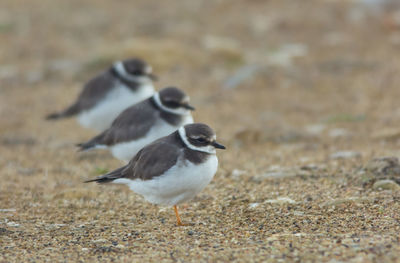 Close-up of birds on land