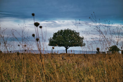 Trees on field against sky