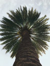 Low angle view of palm tree against sky