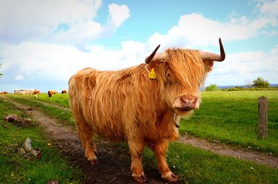 Cow standing on field against sky